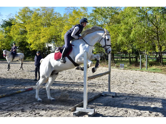 Cavaliere e cavallo grigio durante un salto